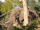 Elephant at the highway in Botswana